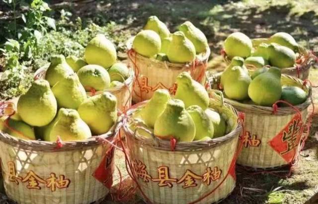 守護(hù)梅州柚金字招牌!30 家企業(yè)“亮劍”,承諾“不早摘、控品質(zhì)、強(qiáng)品牌”!